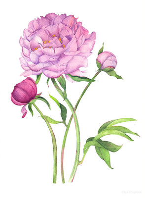 水彩花卉的魅力与艺术表现