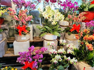 京城花卉市场年味儿浓 兰花价格亲民绿植俏