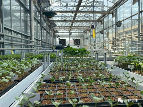 科技赋能农业新生态 沃野诺丰携手国家级科研单位共建蔬菜工厂化生产与饲料技术物化基地