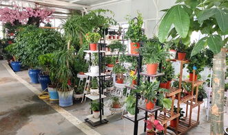 绥德景源花卉上新 精品花卉数量有限，先到先得