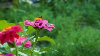 夏日花园交响曲 户外花卉的植物美学与生态意义
