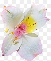 梅花绽放，诗意盆栽——高清PNG素材免费下载指南