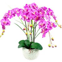 绿植盆栽 家庭园艺的艺术与价格参考指南