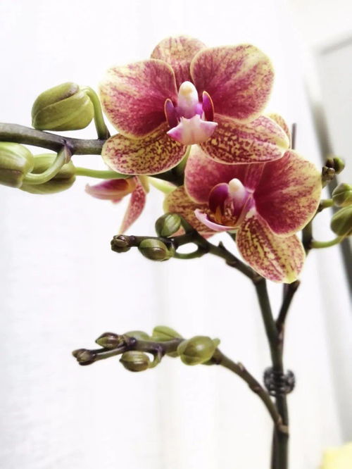 和润农业 精品花卉与优质饲料，助力乡村产业兴旺