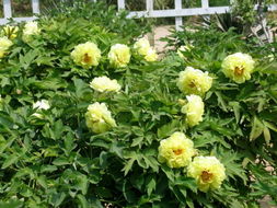 菏泽牡丹 国色天香的单花精品鉴赏