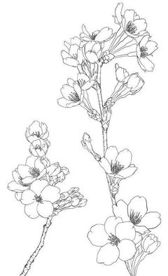 确认过眼神，是你想要的花卉线描