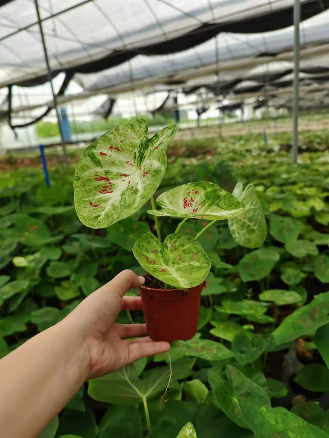 探索绿意之美 90花抹茶彩叶芋——居家绿植的绝佳选择