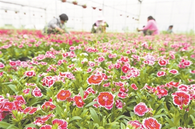 “美丽产业”助力乡村振兴 饲料产业的绿色发展路径