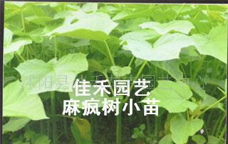 佳禾园艺 苏北地区麻疯树种苗及种子专业经销商